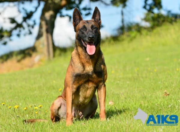 A1K9-Family-Protection-Dog-Malinois-Quinn-Sit-4959-600x440