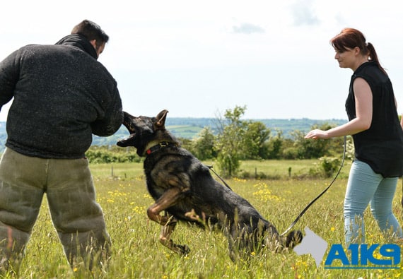 A1K9-family-protection-dog-deals-with-assailant-img-14