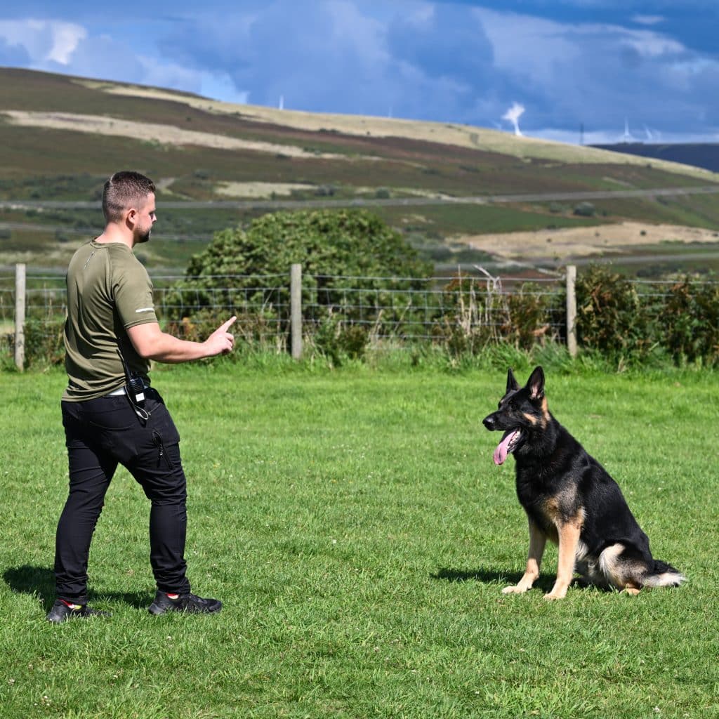 A1K9-Residential-Training-GSD-1x1-5556