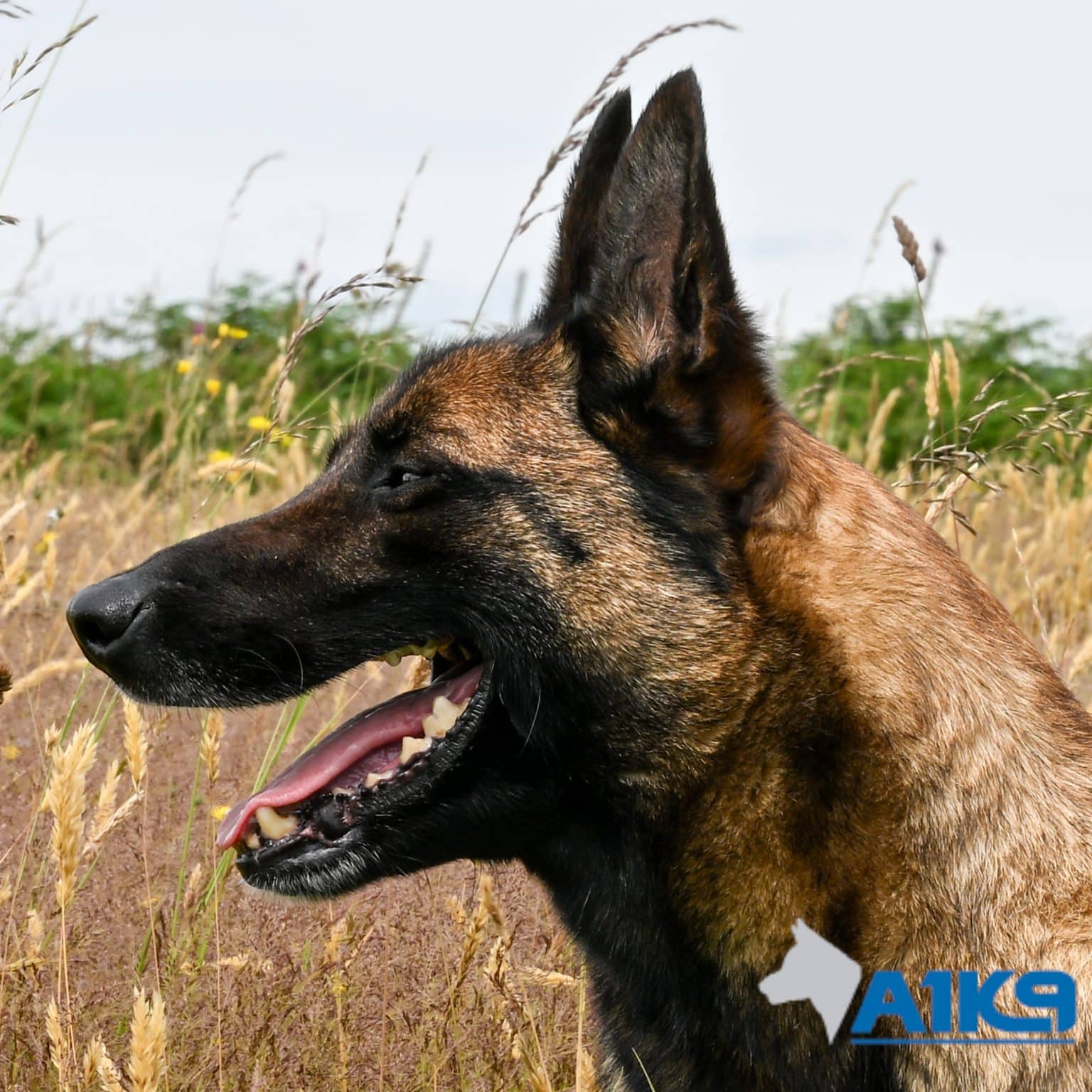 A1K9-Family-Protection-Dog-DJ-180319-Head-2266