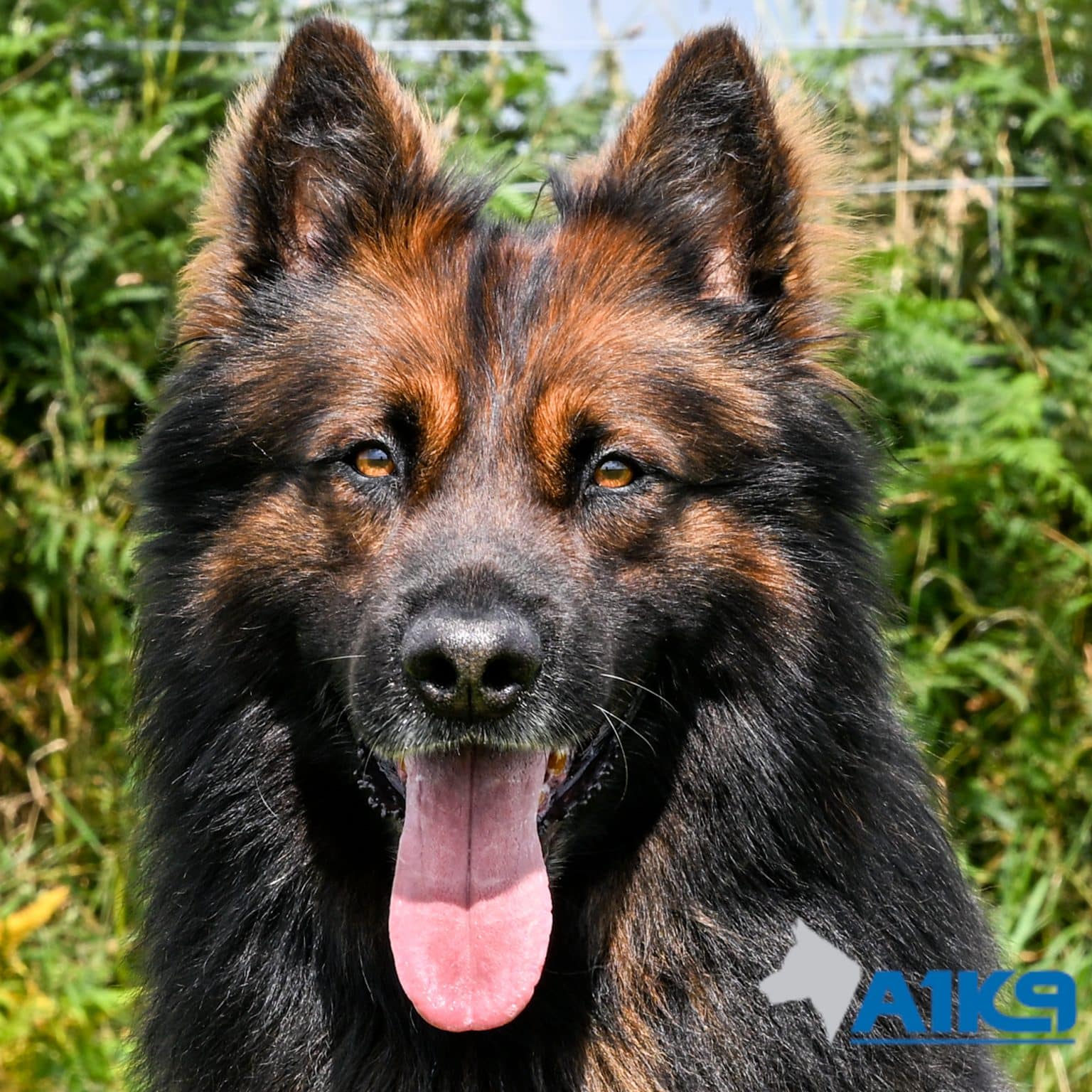 A1K9-Family-Protection-Dog-Henk-130318-Head-3003