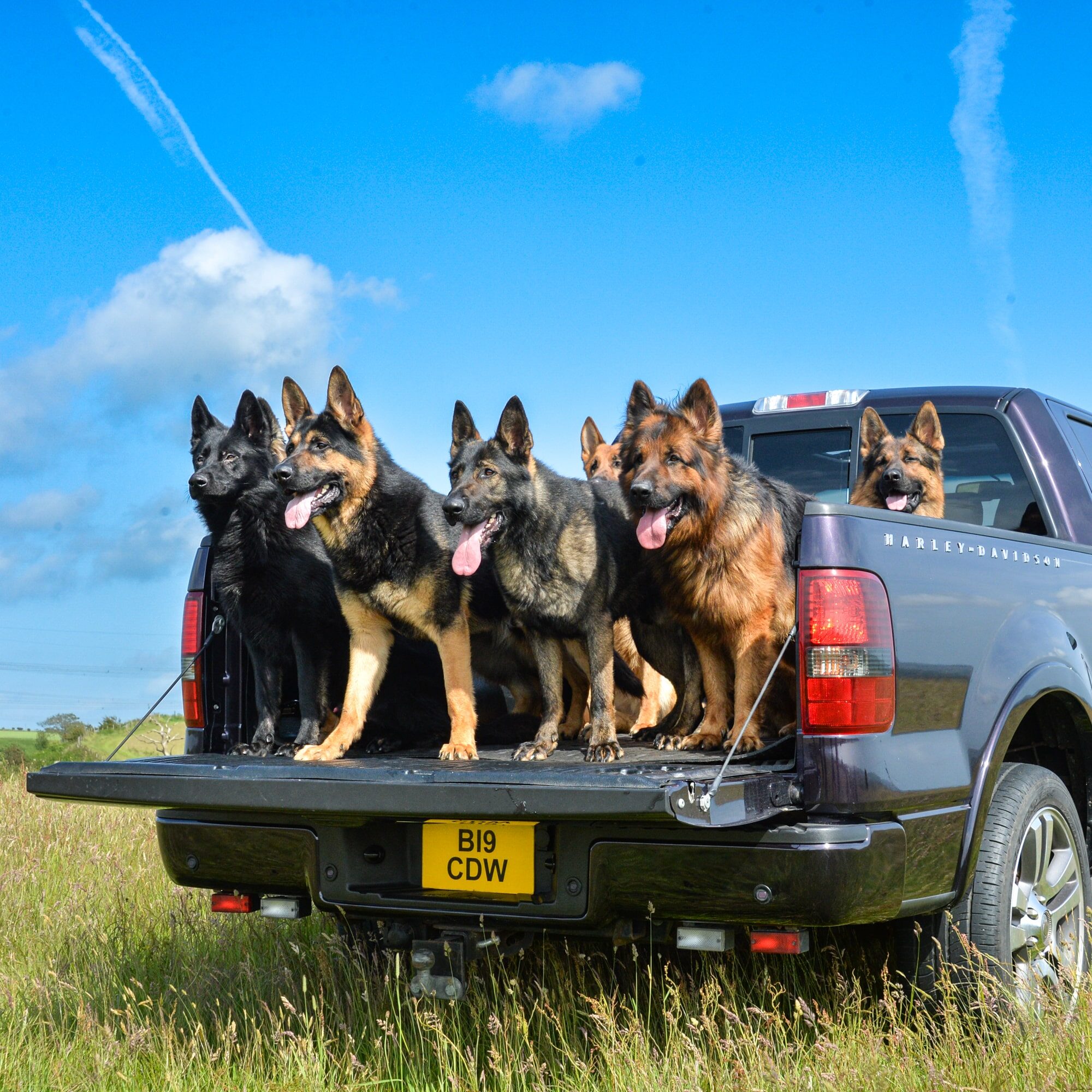 A1K9-Dogs-and-F150-Banner-1x1-2206