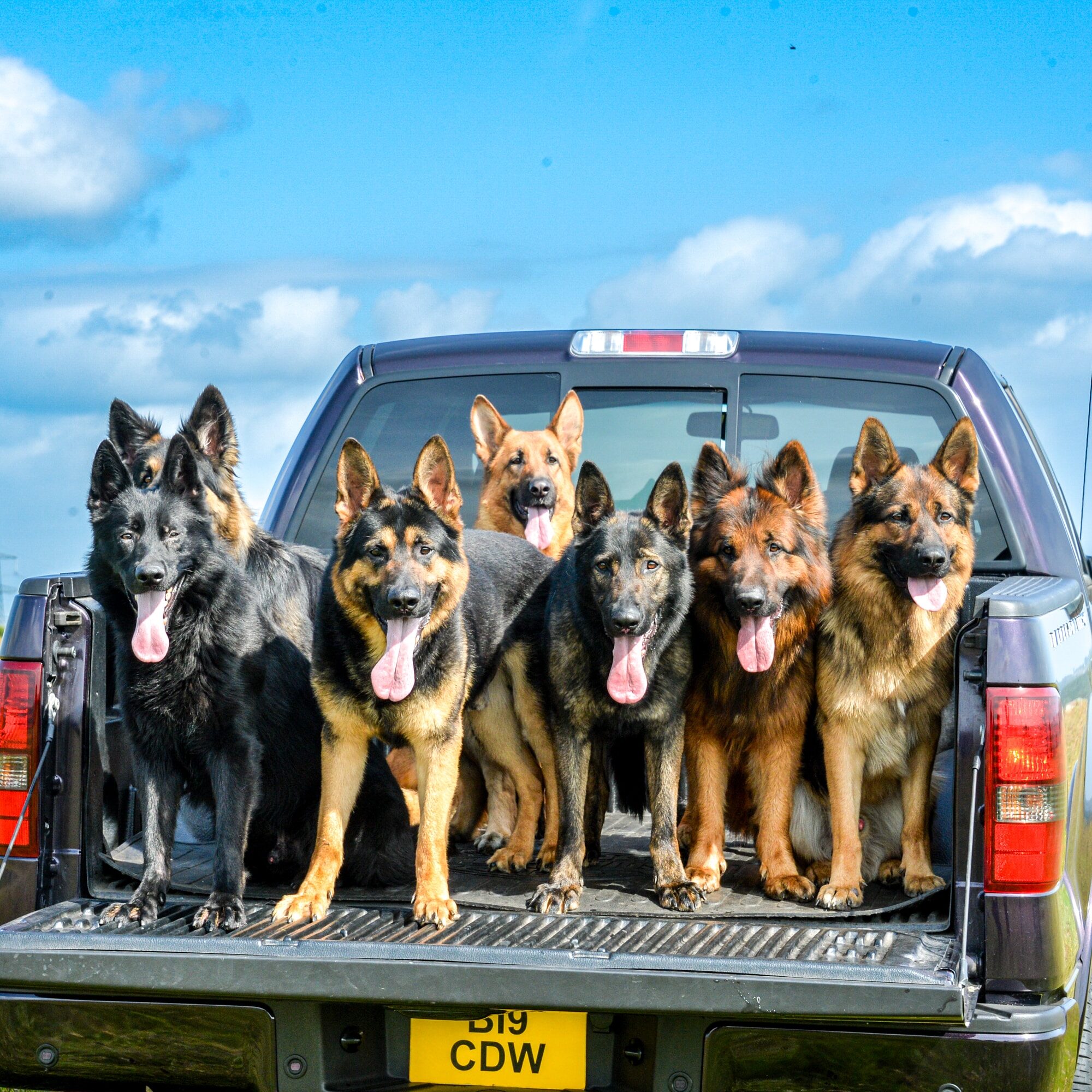 A1K9-Dogs-and-F150-Banner-1x1-2234