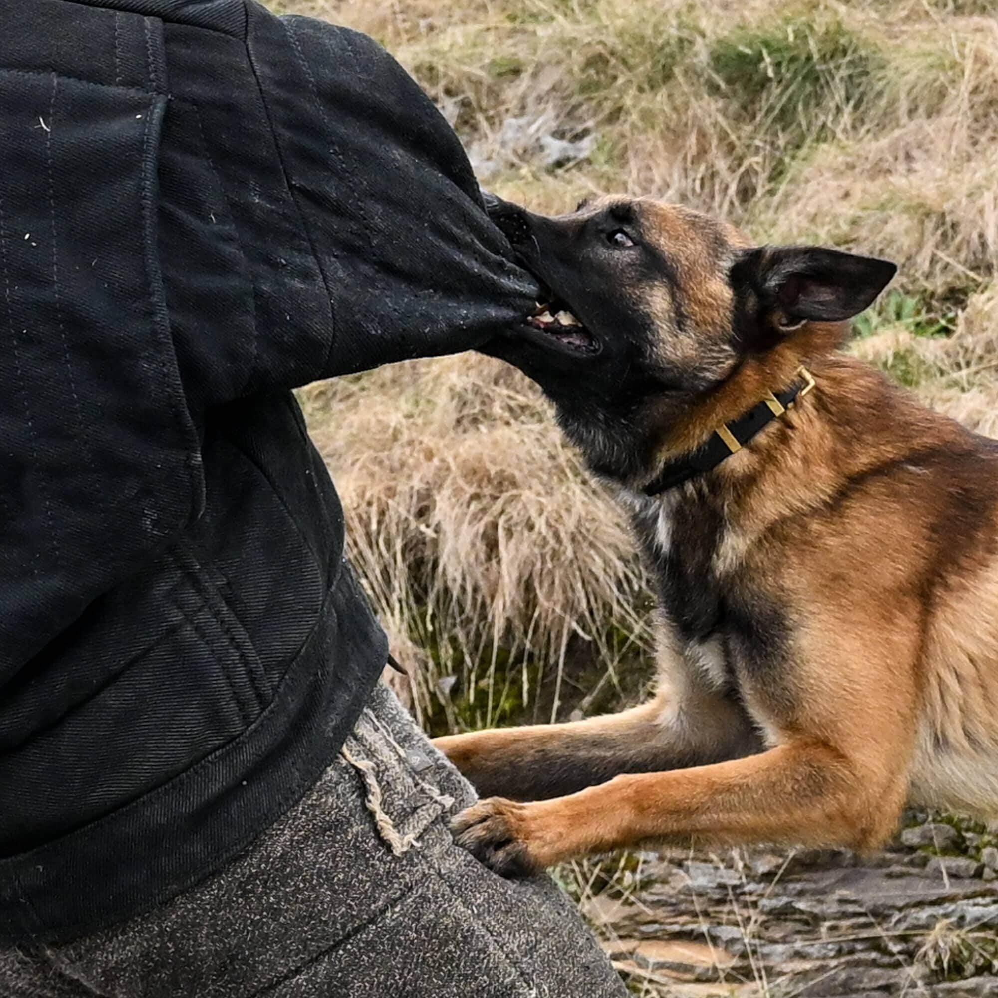 Ari The Family Protection Dog In Training