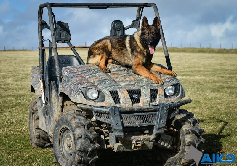 A1K9s Protection Dog Izzo