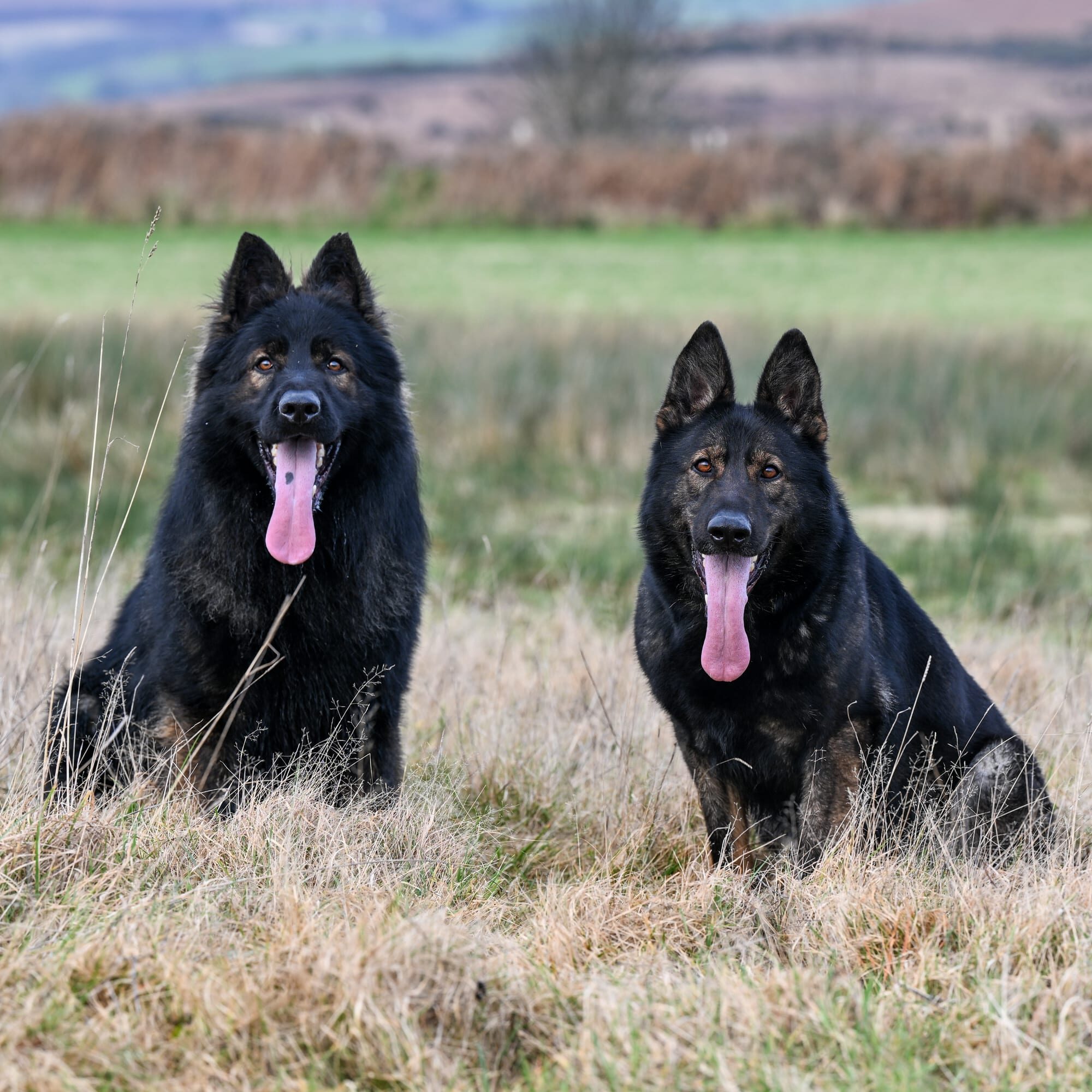 A1K9-Family-Protection-Dogs-Ellie-and-Viper-Banner-8299