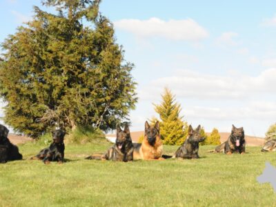 A1K9 Personal and Family protection dogs