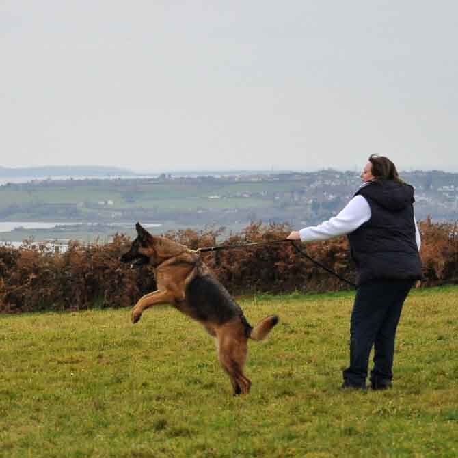 A1K9-Mobile-Personal-Protection-Dogs-Refresher-Training-6689