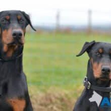 A1K9-Residential-Obedience-Training-Dobermanns-300x220