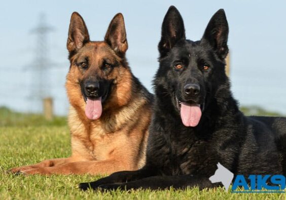 A1K9-The-finest-family-protection-dogs-img-3