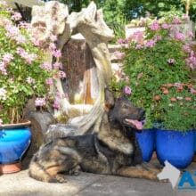 A1K9 Trained Family Protection Dog Gabe