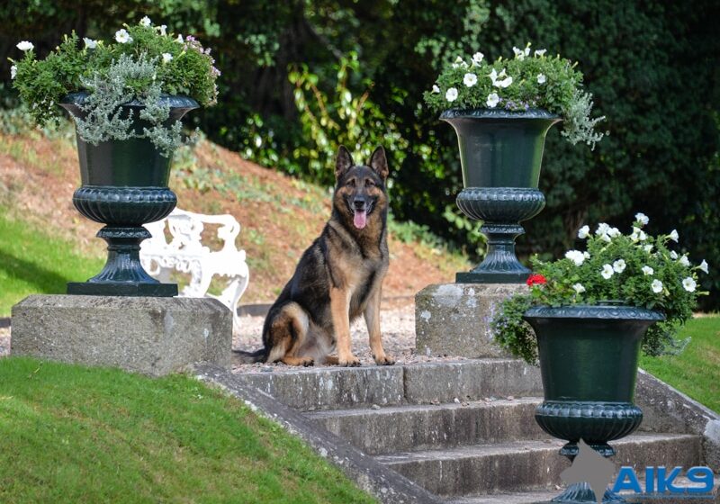 A1K9s Protection Dog Xero