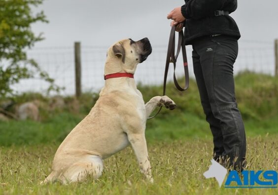 A1K9 residential dog obedience training