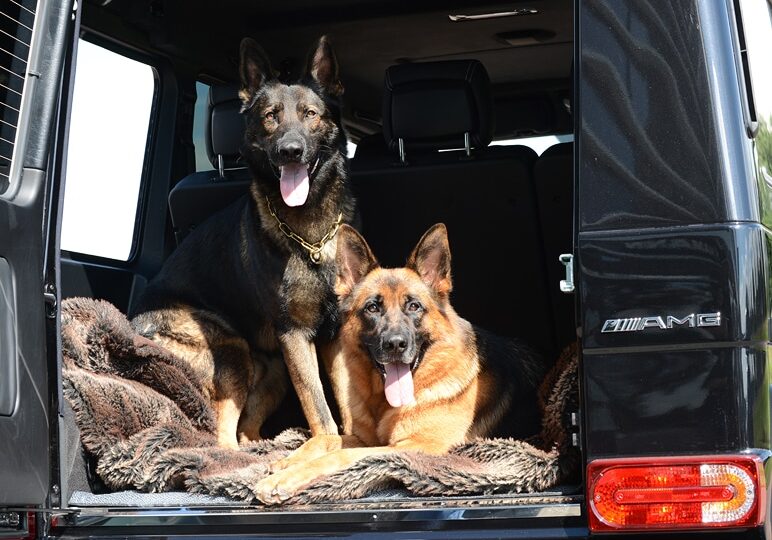 A1K9s Protection Dogs