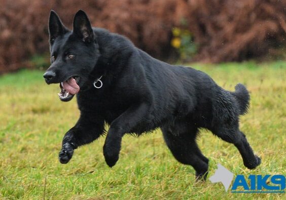 Czech-bred-German-Shepherds-at-A1K9-img-32