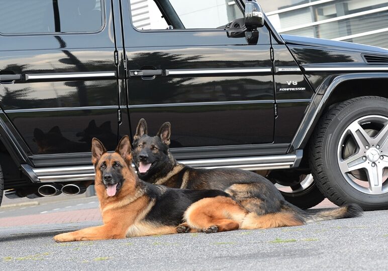 A1K9s Protection Dogs