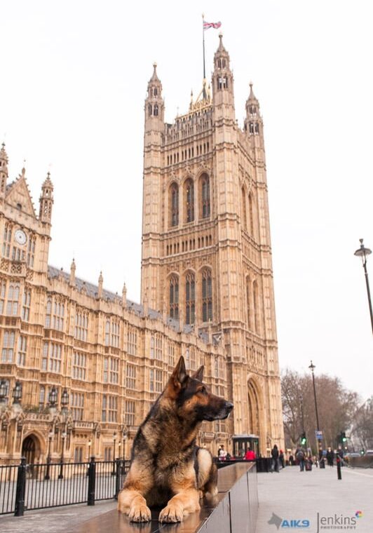 Personal Protection Trained A1K9 outside houses of Parliament London