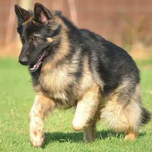 Zak Previously Sold German Shepard